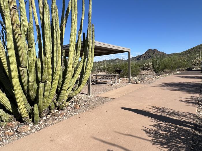 A photo of the site  at TWIN PEAKS CAMPGROUND with an organ pipe cactus in the foreground.A photo of Site 001 of Loop RV Generator at TWIN PEAKS CAMPGROUND with an organ pipe cactus in the foreground.