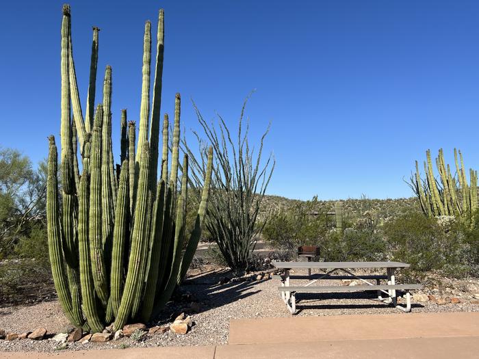 The picnic table at 002 surrounded by cacti and the mountains in the distanceThe picnic table is surrounded by cacti and the mountains in the distance.