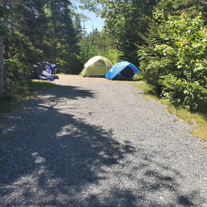 A photo of Site A31 of Loop A-Loop at Schoodic Woods Campground with Picnic Table, Electricity Hookup, Fire Pit