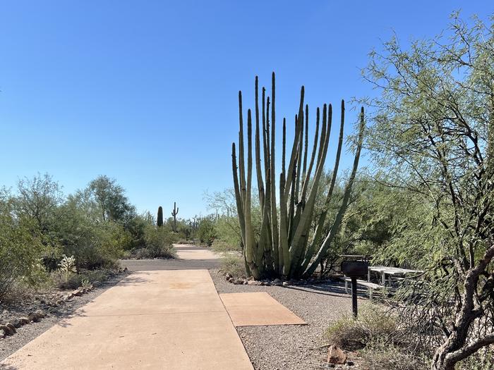 Pull-thru campsite with picnic table and grill, cactus and desert vegetation surround site.