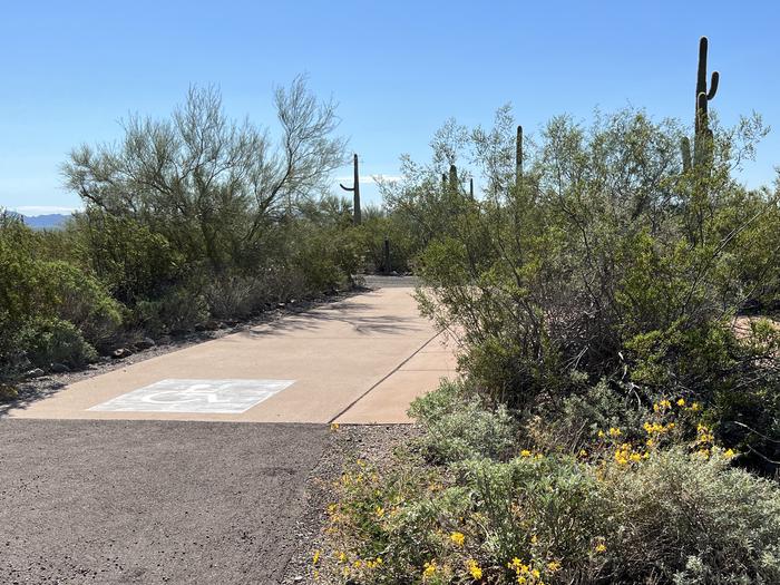 The driveway of the site surrounded by desert plants.