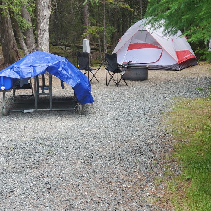 A photo of Site A48 of Loop A- at Schoodic Woods Campground with Picnic Table, Electricity Hookup, Fire PitA photo of Site A48 of Loop A-Loop at Schoodic Woods Campground with Picnic Table, Electricity Hookup, Fire Pit
