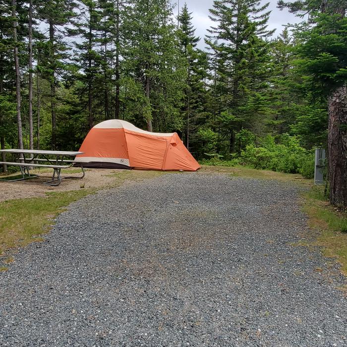 A photo of Site A49 of Loop A-Loop at Schoodic Woods Campground with Picnic Table, Electricity Hookup, Fire Pit