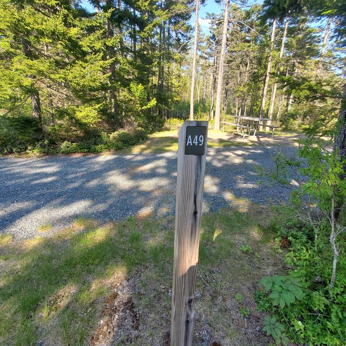 A photo of Site A49 of Loop A-Loop at Schoodic Woods Campground with Picnic Table, Electricity Hookup, Fire Pit, Water Hookup