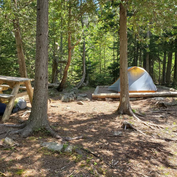 A photo of Site H07 of Loop Hike-In at Schoodic Woods Campground with Picnic Table, Shade, Tent Pad