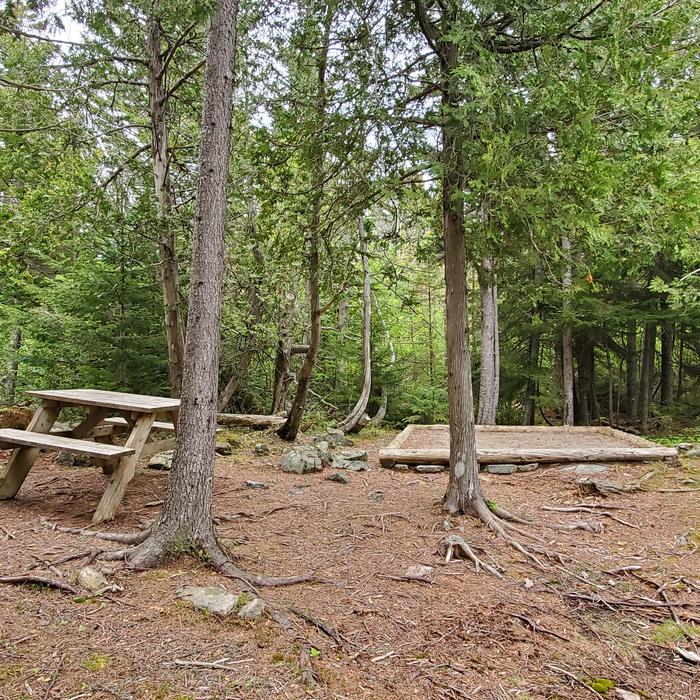 A photo of Site H07 of Loop Hike-In at Schoodic Woods Campground with Picnic Table, Shade, Food Storage