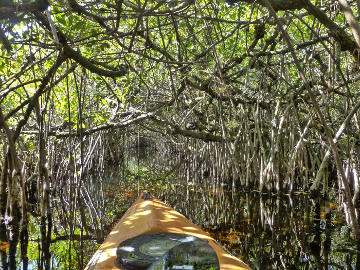 The bow of an orange kayak is in a dense mangrove tunnel. The tunnel appears narrow and with low clearance.Paddling in a mangrove tunnel