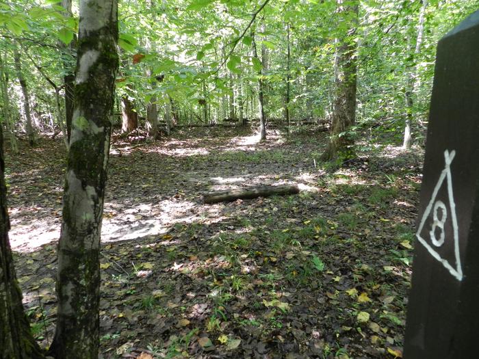 Area of cleared flat ground in the forest near to a wooden post labeled 8Site 8 is a level site located along a yellow blazed path near an old field.  Remnants of an old road can be seen nearby