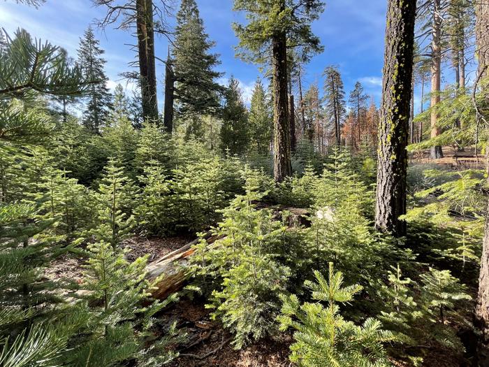 Preview photo of Mendocino National Forest Christmas Tree Permit