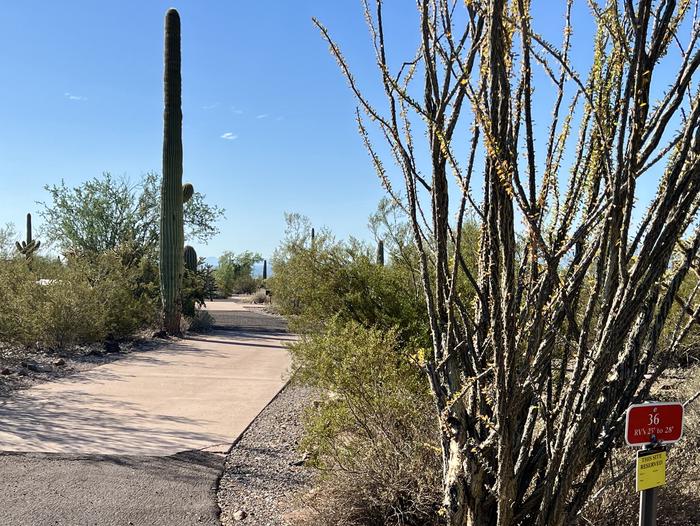 Pull-thru campsite with picnic table and grill, cactus and desert vegetation surround site.