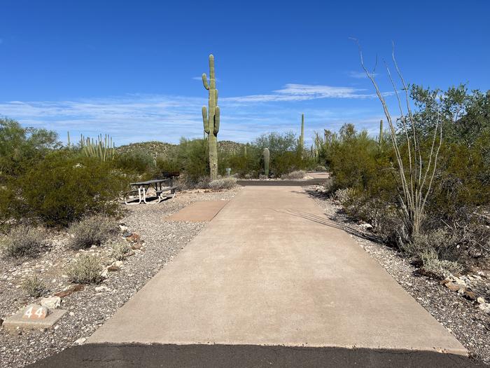The campsite driveway surrounded by desert plants.The campsite driveway exits into a one-way road out of the campground loop.
