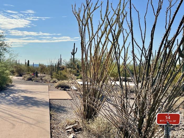 Pull-thru campsite with picnic table and grill, cactus and desert vegetation surround site.