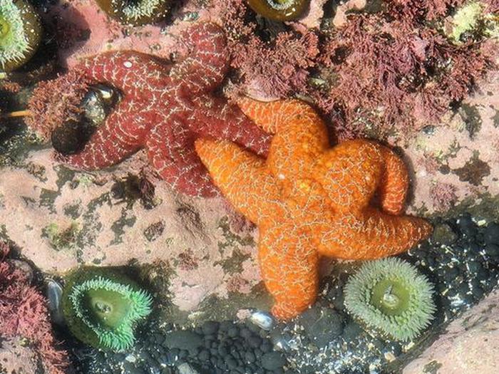 Two sea stars, one red and one orange, with two green anemones.