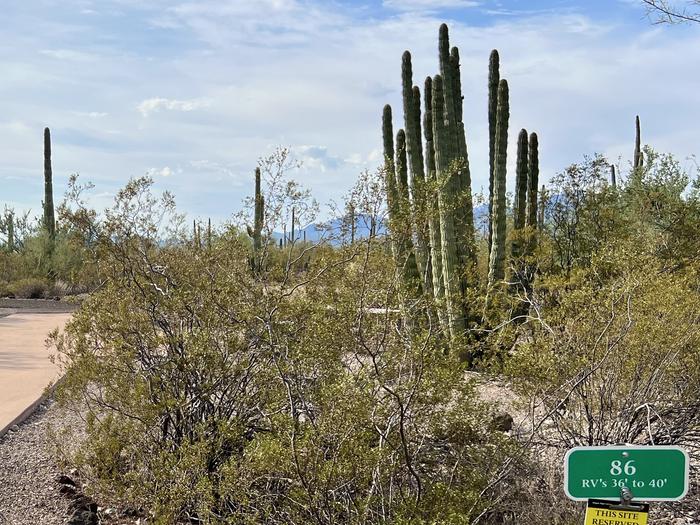 Pull-thru campsite with picnic table and grill, cactus and desert vegetation surround site.