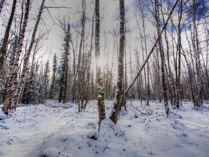 The sun shines through trees in a birch forest in winter.The tranquil forests, fields, and creeks of of the BLM Campbell Tract provide a perfect setting for outdoor learning adventures all year long.