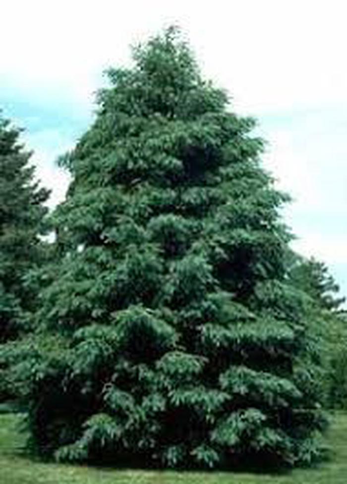 ApacheSitgreaves National Forest Christmas Tree Permit in Arizona