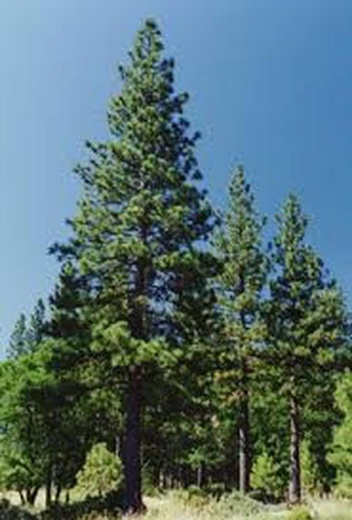 Preview photo of Apache-Sitgreaves National Forest Christmas Tree Permit
