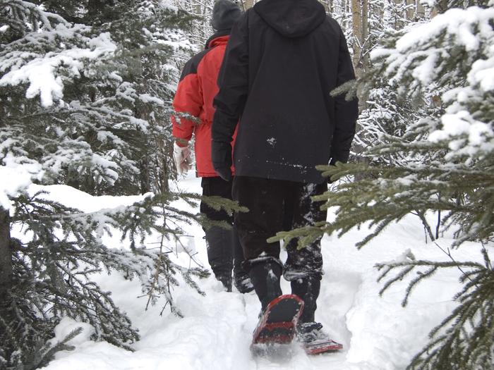 Two people snowshoeing through the forest.People enjoying the winter woods by snowshoe.