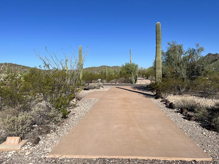 The campsite driveway surrounded by desert plants.The campsite driveway exits into a one-way road out of the campground loop.