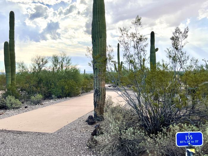 Pull-thru campsite with picnic table and grill, surrounded by cactus and desert vegetation.