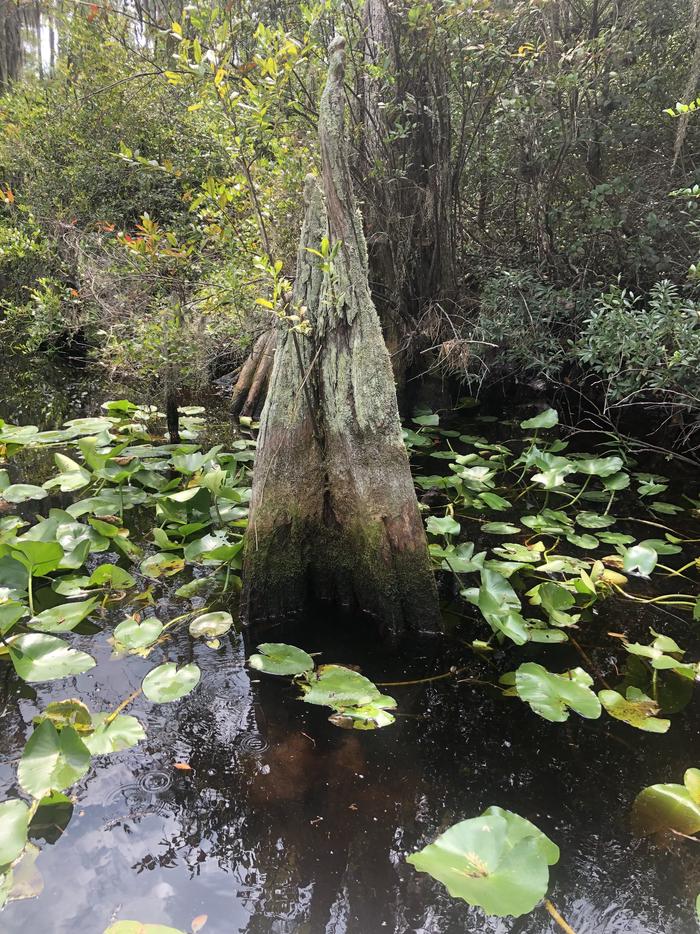 Base of cypress tree with water lilies on top of the water