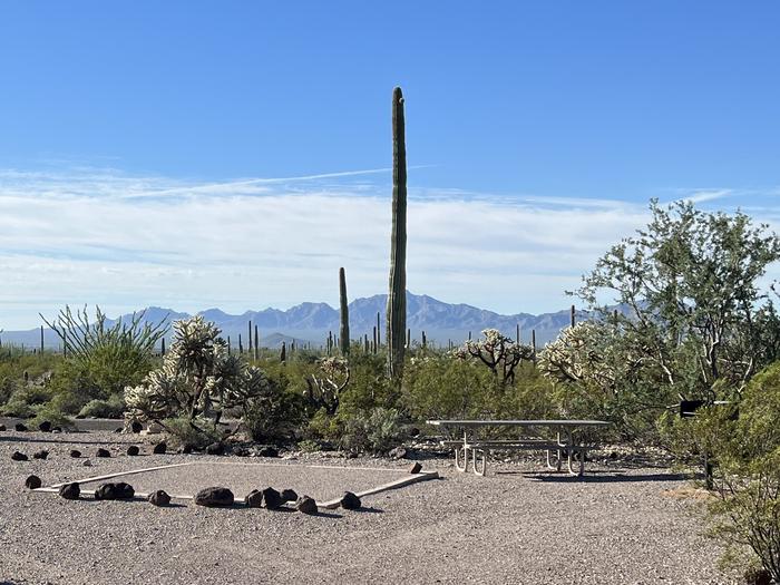 Pull-in parking tent camping site with picnic table and grill. Surrounded by cactus and desert vegetation.