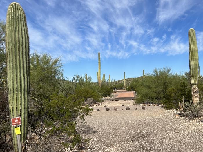 Pull-in parking tent camping site with picnic table and grill. Surrounded by cactus and desert vegetation.