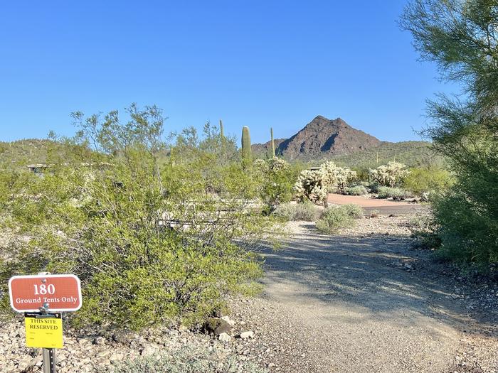 Pull-in parking tent camping site with picnic table and grill. Surrounded by cactus and desert vegetation.