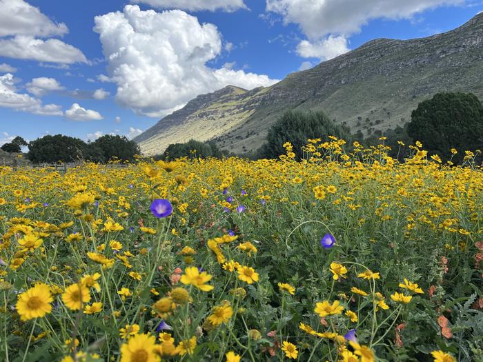 A field of summer wildflowers with a backdrop of the Algerita Ridge and a bright blue skies dotted with white clouds.A field of summer wildflowers with Algerita Ridge in the background.