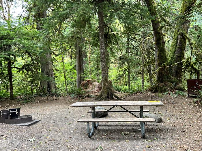 Shaded campsite containing a picnic table, bear box, and campfire ring.View of campsite.