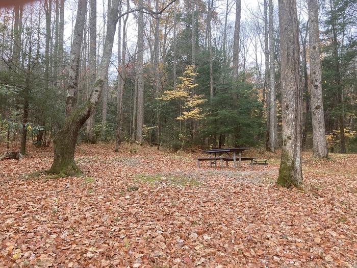 A photo of Site A60 of Loop A-Loop at COSBY CAMPGROUND with Picnic TableSite A60 