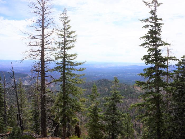 Tall pine trees and distant mountains, blue sky with clouds.Far views from high elevations.
