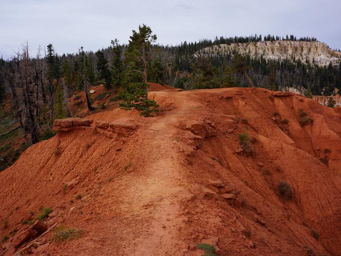 Trail cutting across red dirt with pine trees and white cliff in the background.Under the Rim trail, south end below Rainbow Point.