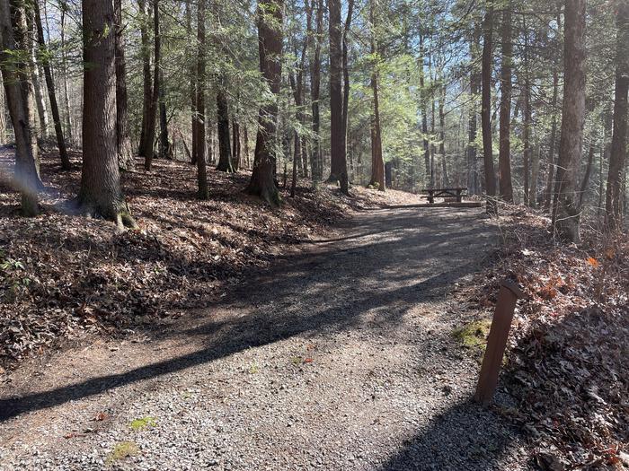 A photo of Site 29 of Loop Lower at Lake Conasauga Campground with Picnic Table, Fire Pit, Shade, Tent Pad, Lantern Pole entrance.A photo of Site 29 of Loop Lower at Lake Conasauga Campground with Picnic Table, Fire Pit, Shade, Tent Pad, Lantern Pole
