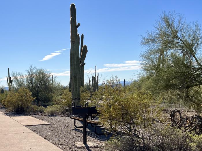 Pull-thru campsite with picnic table and grill, surrounded by cactus and desert vegetation.