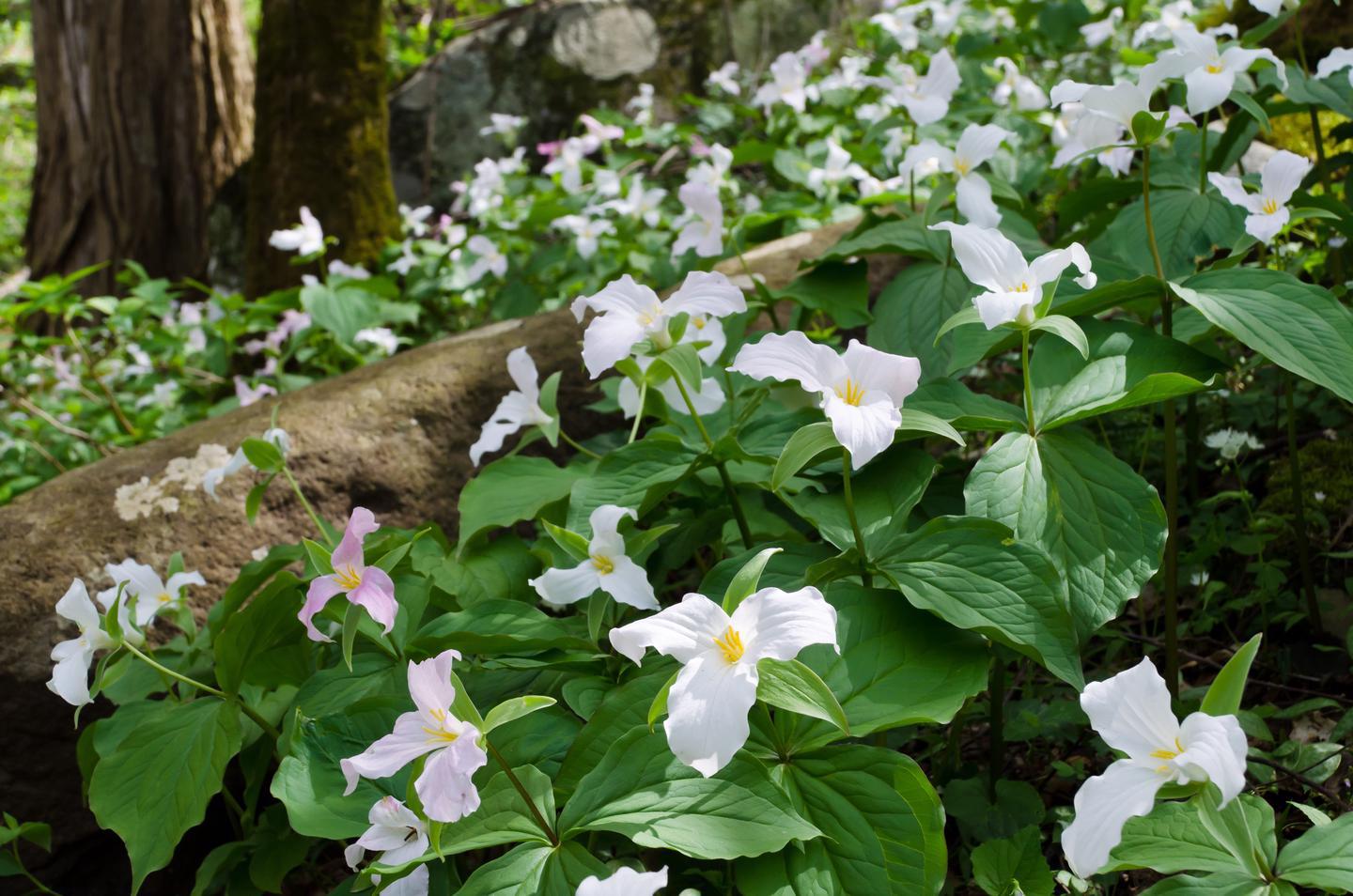 The "Wildflower National Park"Wildflowers, such as these white trillium, can be found blooming from February through November in the park.