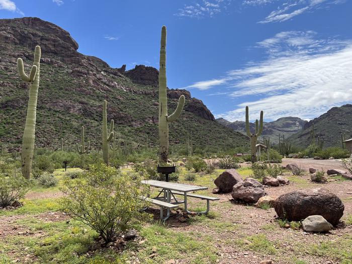 The driveway of the site with the picnic table and grill surrounded by desert plantsEach site has a picnic table and grill and is surrounded by cacti and other desert plants.