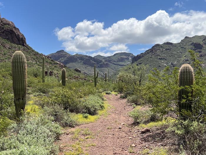 A trail winds through cacti and plants into the canyon.The Alamo Canyon trail is a 1.8 mile roundtrip hike into Alamo Canyon.