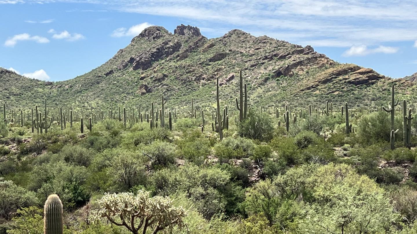 A mountain surrounded by cacti.One of the many views from the Alamo Canyon area.