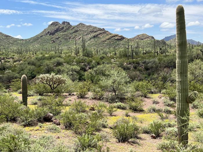 Several saguaro surrounded by desert plants with a mountain in the background.The view to the south at Alamo Canyon Campground.