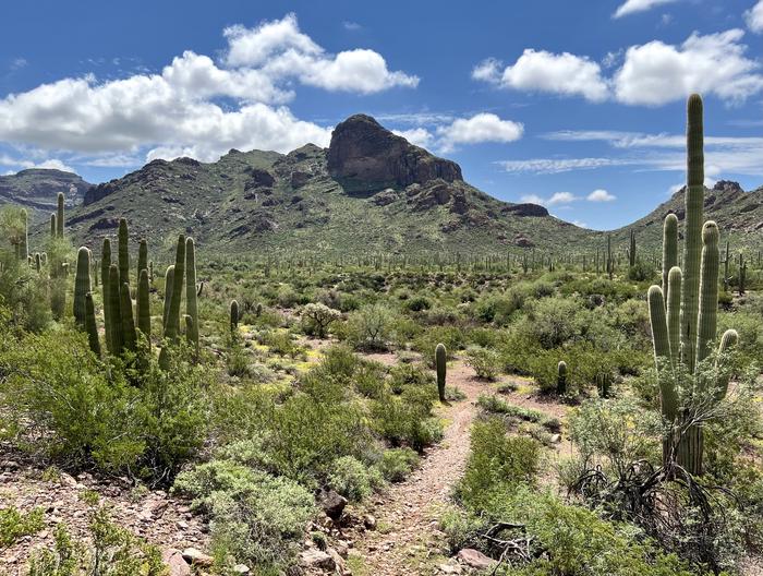 A trail winds through cacti towards a mountain in the background.One of many picturesque views along the Alamo Canyon trail.