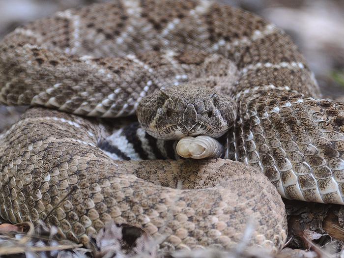 Coiled rattlesnake resting head on rattleRattlesnakes are common sightings during the warmer months of the years. Always watch were you step, sit, or pitch your tent!
