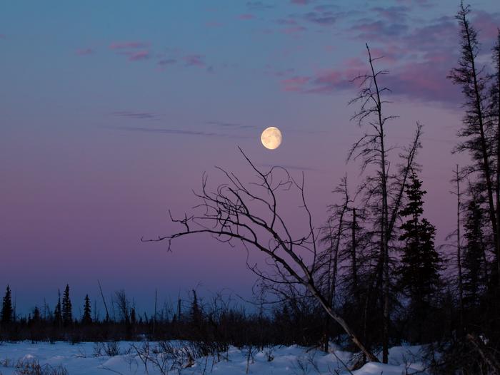 A waning gibbous moon hanging in the sky over spruce trees in winter.Moonset over the boreal forest.