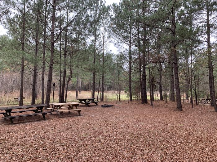 A photo of Site GS02 of Loop Longleaf at Longleaf Campground with Picnic Table, Fire Pit, Shade, Lantern Pole