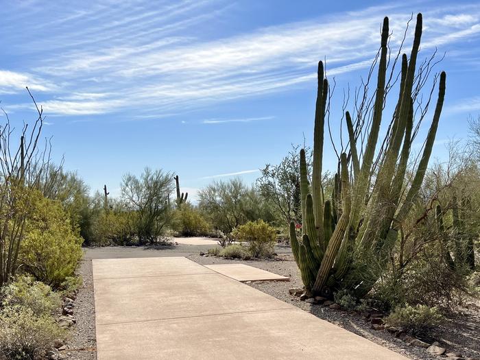 Pull-thru campsite with picnic table and grill, cactus and desert vegetation surround site.