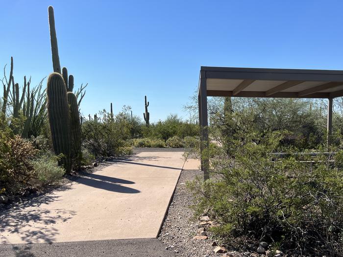 A picnic table sits near a grill and desert vegetation with a shade shelter.Each site has a picnic table and grill and is surrounded by cacti and other desert plants.