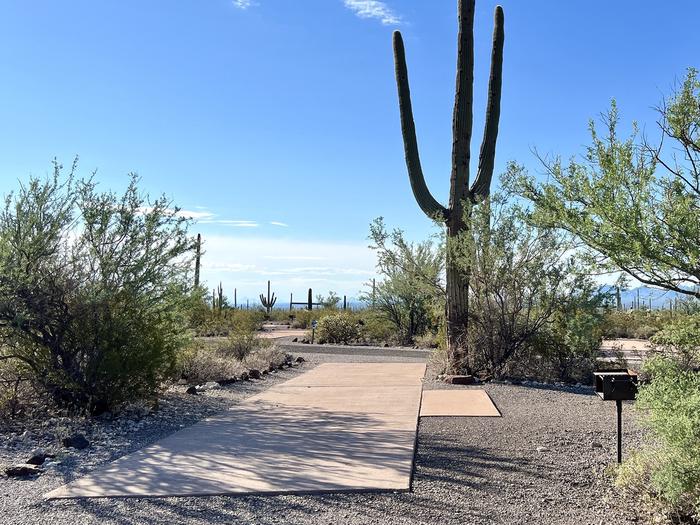 Pull-thru campsite with picnic table and grill, surrounded by cactus and desert vegetation.The entrance into Site 129