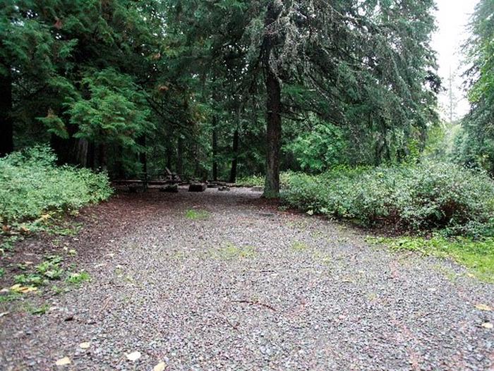 Gravel driveway covered with brown leaves in a wooded campsite.
