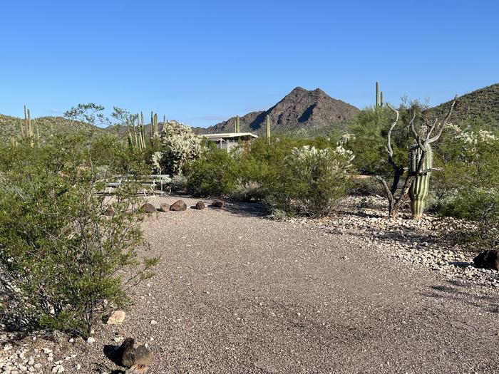 Pull-in parking tent camping site with picnic table and grill. Surrounded by cactus and desert vegetation.The entrance into Site 179