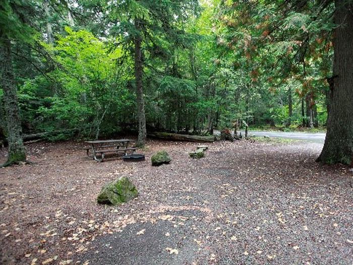 Gravel driveway covered with brown leaves in a wooded campsite.